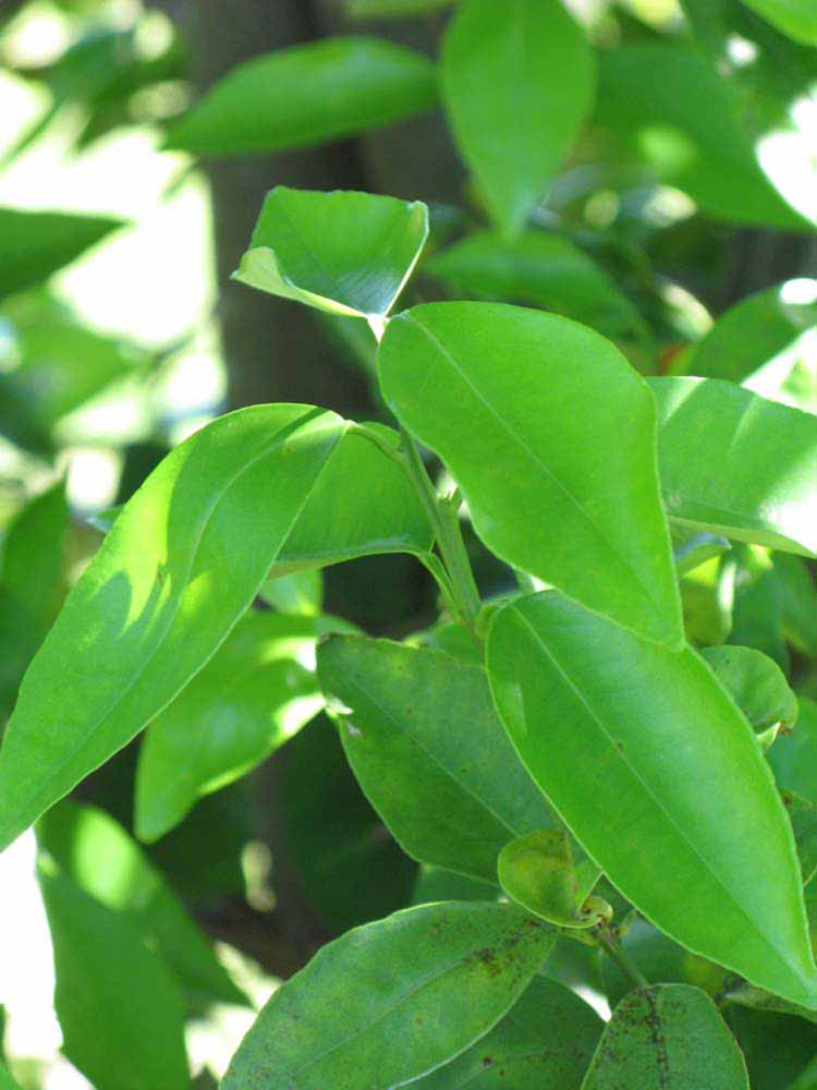              Shade leaves (Winter Haven, FL)       